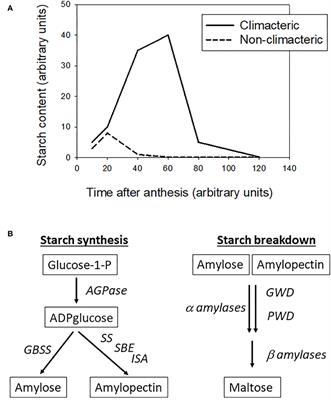 Should Starch Metabolism Be a Key Point of the Climacteric vs. Non-climacteric Fruit Definition?